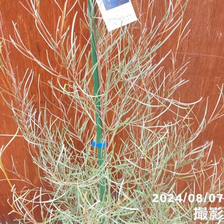 数量限定】グレビレア エンドリチェリアナ 8号 ※お届けに10日程度