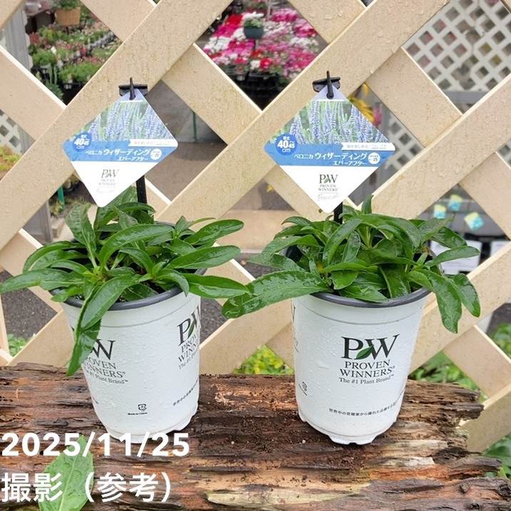 PW ベロニカ ウィザーディング エバーアフター 11cmロングポット×2鉢