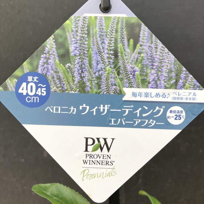 PW ベロニカ ウィザーディング エバーアフター 11cmロングポット×2鉢