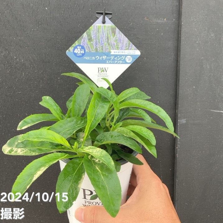 PW ベロニカ ウィザーディング エバーアフター 11cmロングポット×2鉢