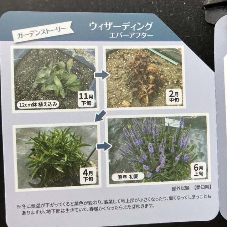 PW ベロニカ ウィザーディング エバーアフター 11cmロングポット×2鉢