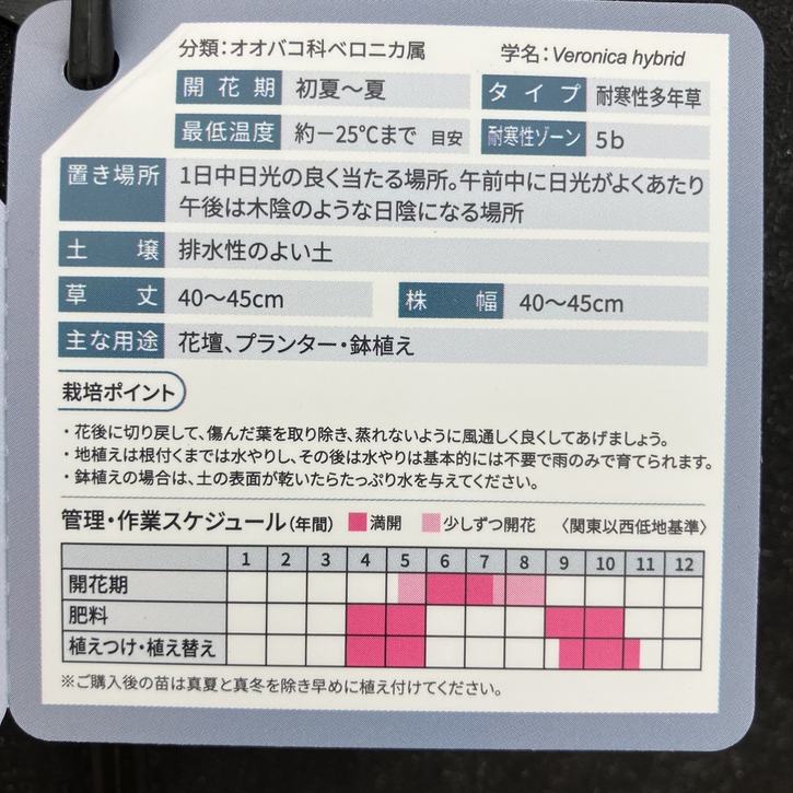 PW ベロニカ ウィザーディング エバーアフター 11cmロングポット×2鉢