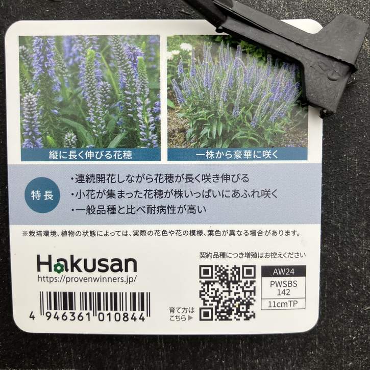 PW ベロニカ ウィザーディング エバーアフター 11cmロングポット×2鉢