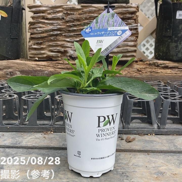 花苗 PW ベロニカ ウィザーディング エバーアフター 11cmロングポット×2鉢