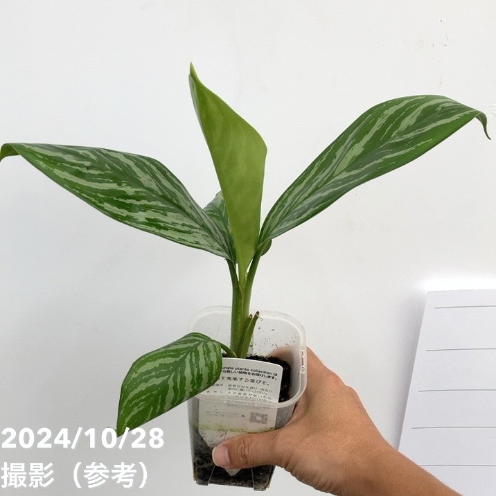 45R スーピマ綾のアネモネバード風呂敷　インディゴ　未使用 アグラオネマ アンヤマニー ホワイト | GREEN LUCK