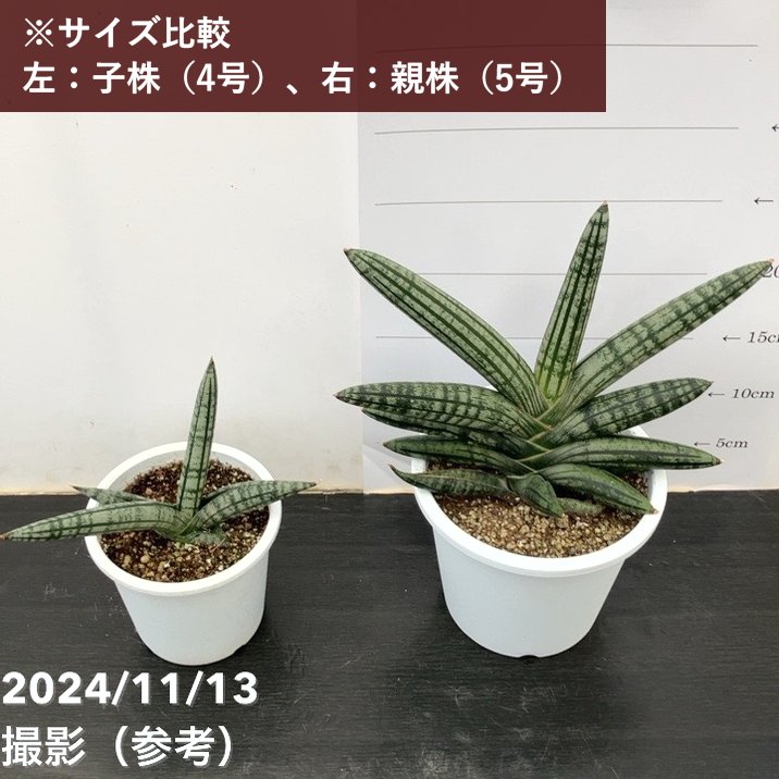 65周年記念セール】サンスベリア 4号 ロココ Rocco（子株）｜観葉02-D2