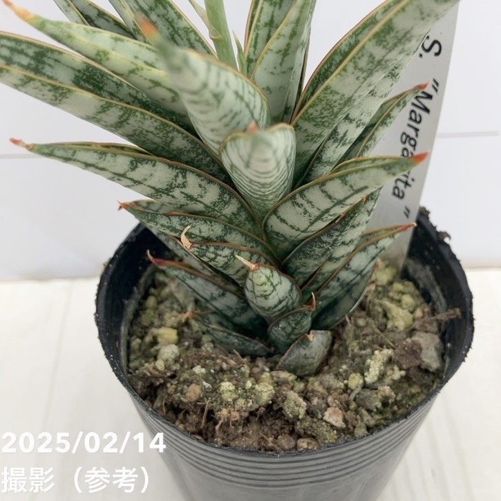 現品お届け】＜花芽付き ※2/14時点＞サンスベリア 2.5号 マルゲリータ