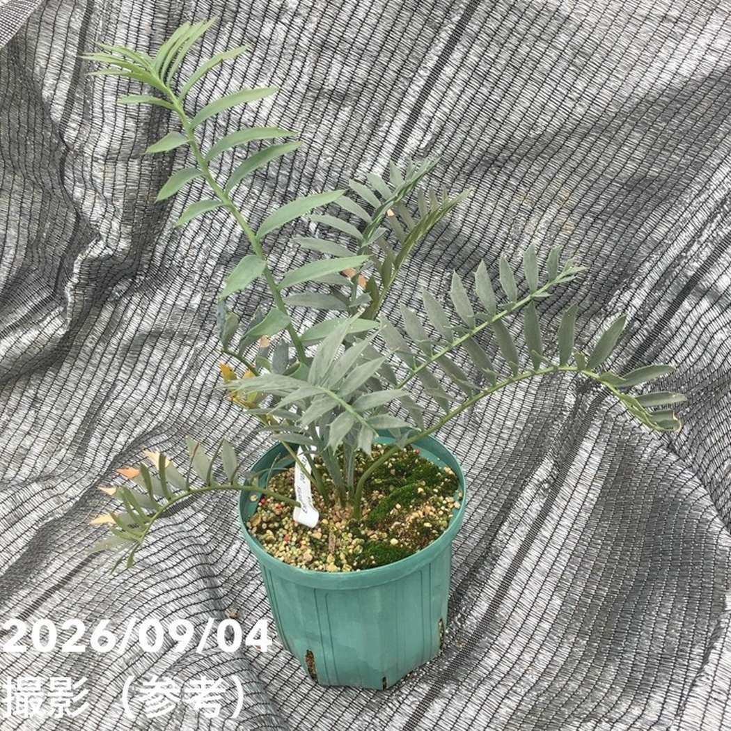 激レア！現品お届け】エンセファラルトス アレナリウス（Enephalartos
