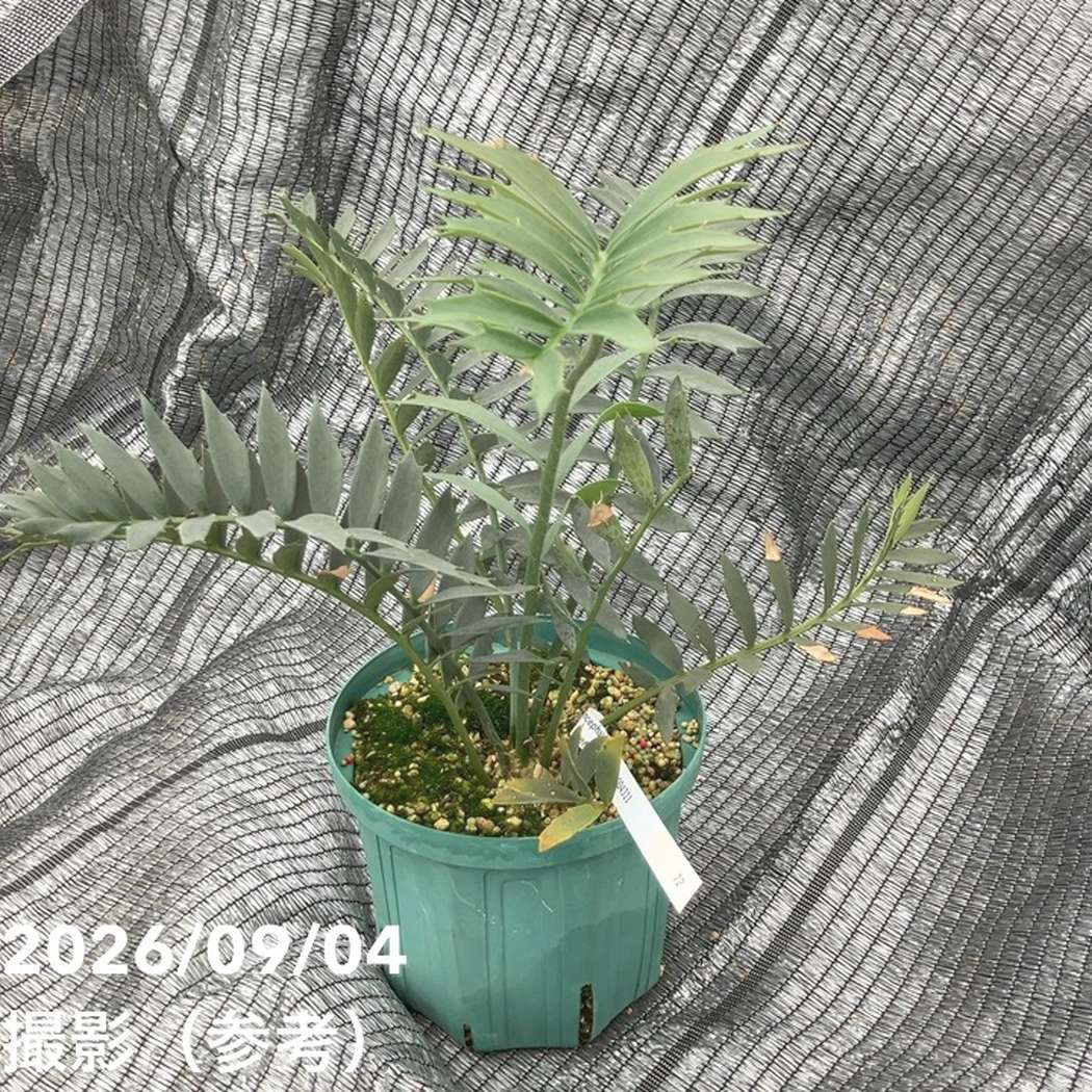 激レア！現品お届け】エンセファラルトス アレナリウス（Enephalartos