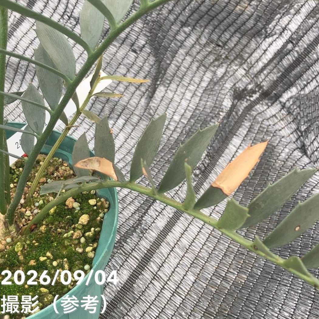 激レア！現品お届け】エンセファラルトス アレナリウス（Enephalartos