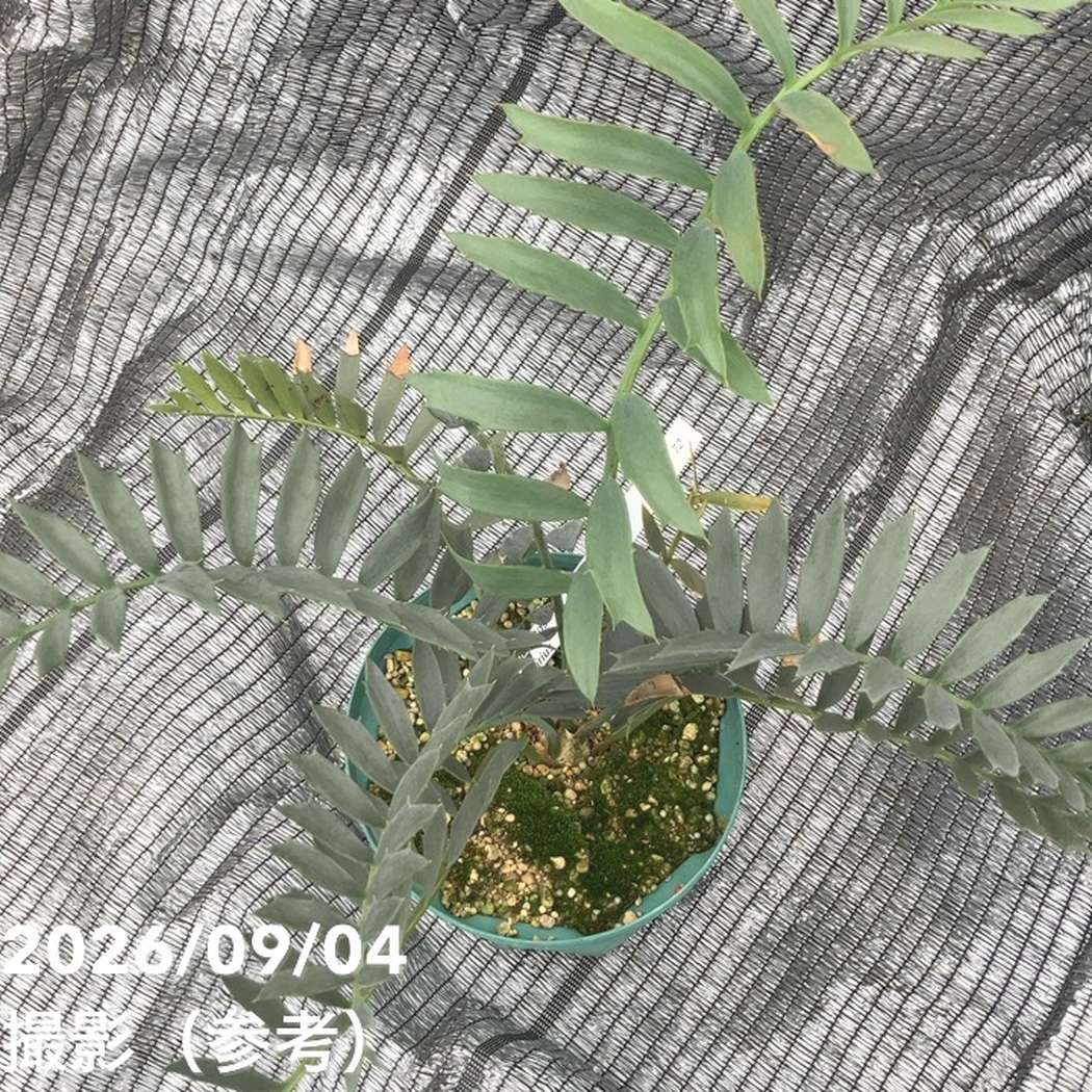 激レア！現品お届け】エンセファラルトス アレナリウス（Enephalartos