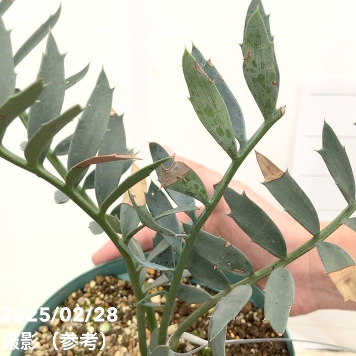 激レア！現品お届け】エンセファラルトス アレナリウス（Enephalartos