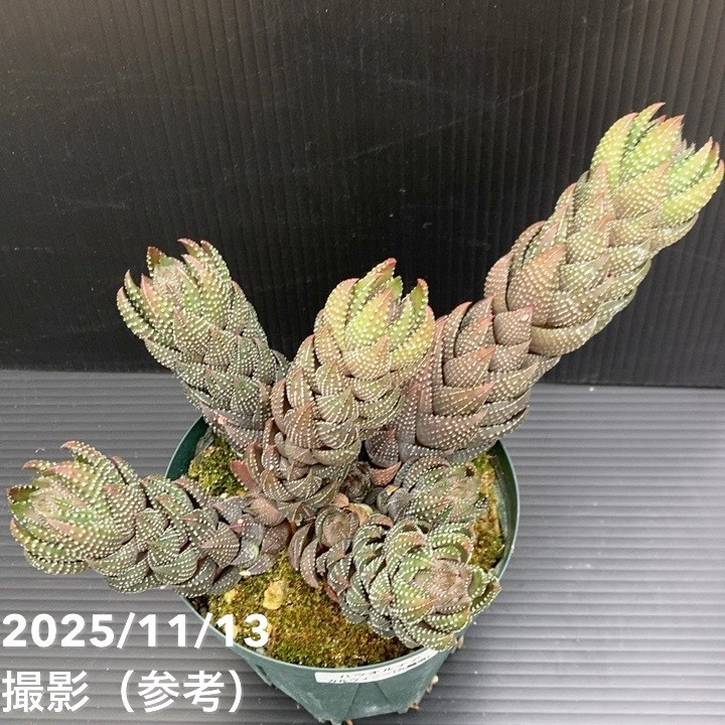 ハオルチア カルウィニー 九輪塔 3.5号｜観葉10-TU | 観葉・多肉