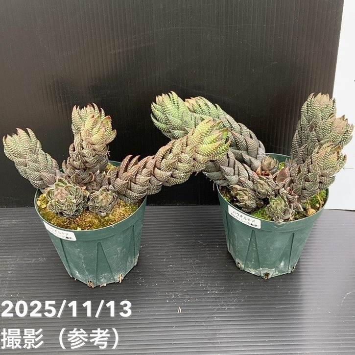 ハオルチア カルウィニー 九輪塔 3.5号｜観葉10-TU | 観葉・多肉