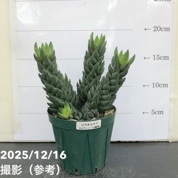 ハオルチア カルウィニー 九輪塔 3.5号｜観葉10-TU | 観葉・多肉