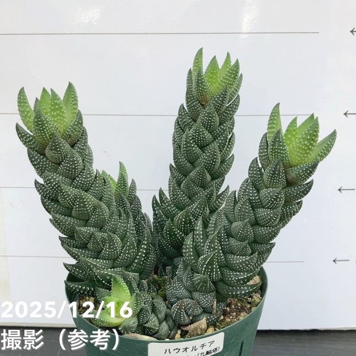 ハオルチア カルウィニー 九輪塔 3.5号｜観葉10-TU | 観葉・多肉