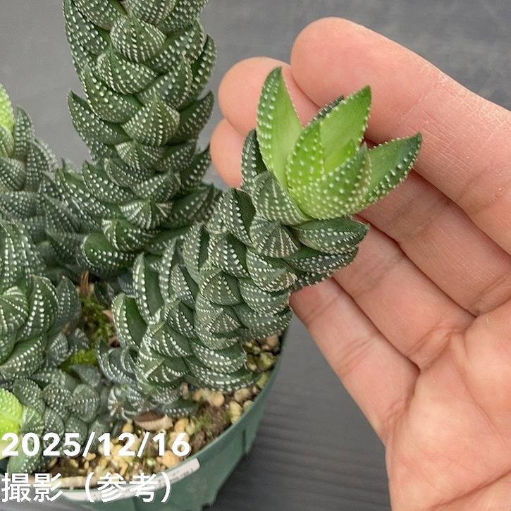 ハオルチア カルウィニー 九輪塔 3.5号｜観葉10-TU | 観葉・多肉
