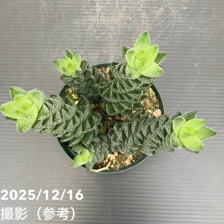 ハオルチア カルウィニー 九輪塔 3.5号｜観葉10-TU | 観葉・多肉