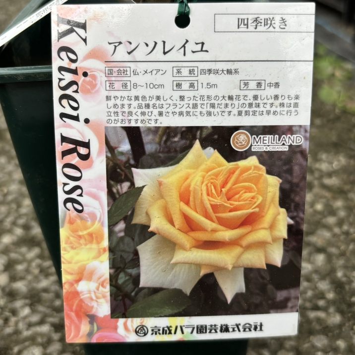 バラ大苗 アンソレイユ 7号 京成バラ園芸｜花木04-PA | 花木・庭木