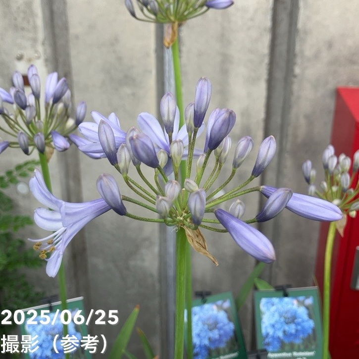 アガパンサス ロッテルダム 4号｜草花04-PA | 草花,[季節の草花