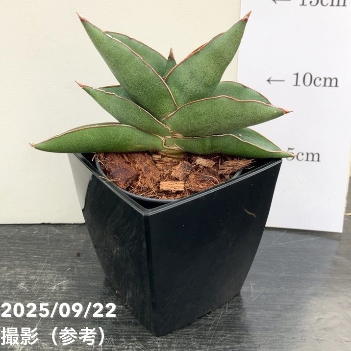 アグラオネマ、サンスベリア2鉢価格　なぁ アグラオネマ、サンスベリア2鉢価格 なぁ 観葉植物 寄せ植え 8号