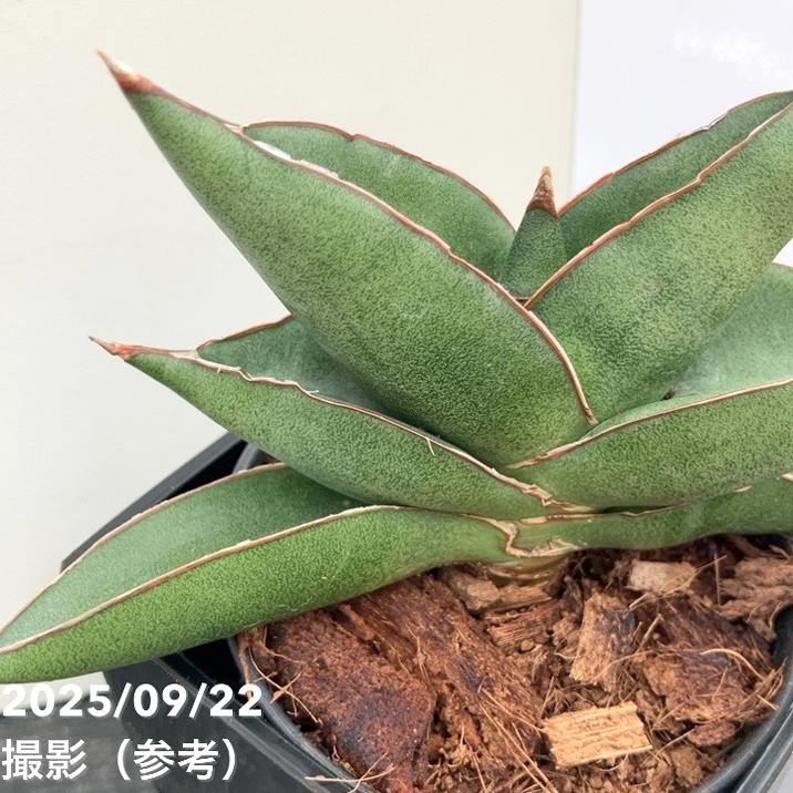 サンスベリア 3.5号角鉢 オペラハウス Opera house ポット投げ込み仕様