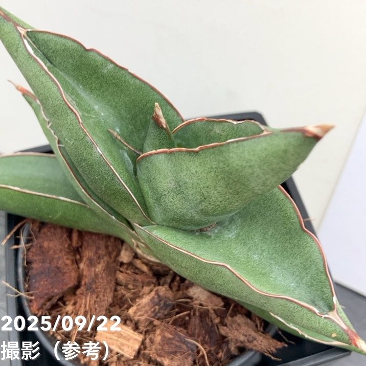 サンスベリア 3.5号角鉢 オペラハウス Opera house ポット投げ込み仕様