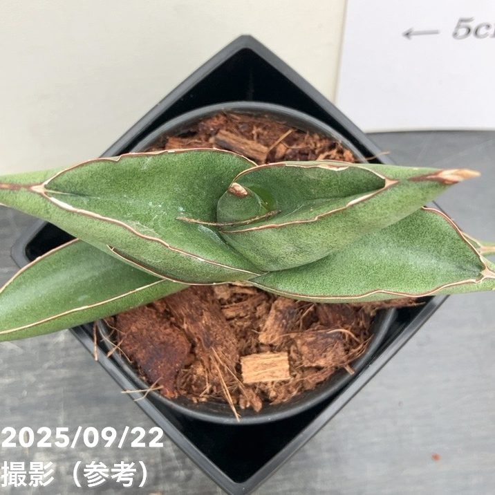 サンスベリア 3.5号角鉢 オペラハウス Opera house ポット投げ込み仕様