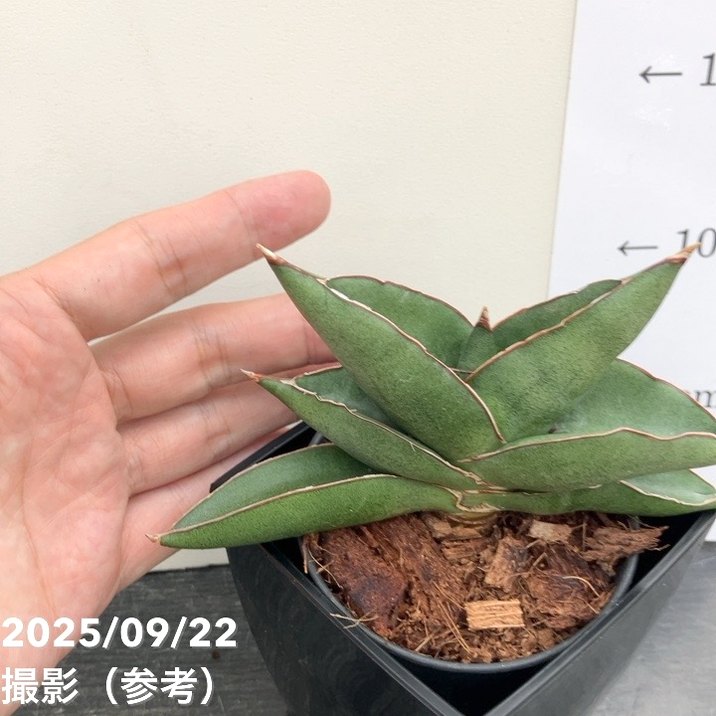 アグラオネマ、サンスベリア2鉢価格　なぁ アグラオネマ、サンスベリア2鉢価格 なぁ 観葉植物 寄せ植え 8号