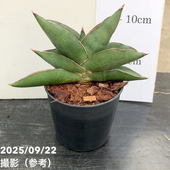 サンスベリア 3.5号角鉢 オペラハウス Opera house ポット投げ込み仕様