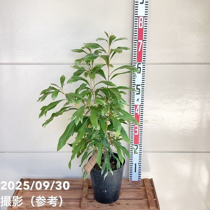 グレビレア バイレアナ 5.5号 黒鉢｜花木04-PA | 花木・庭木,[オージー