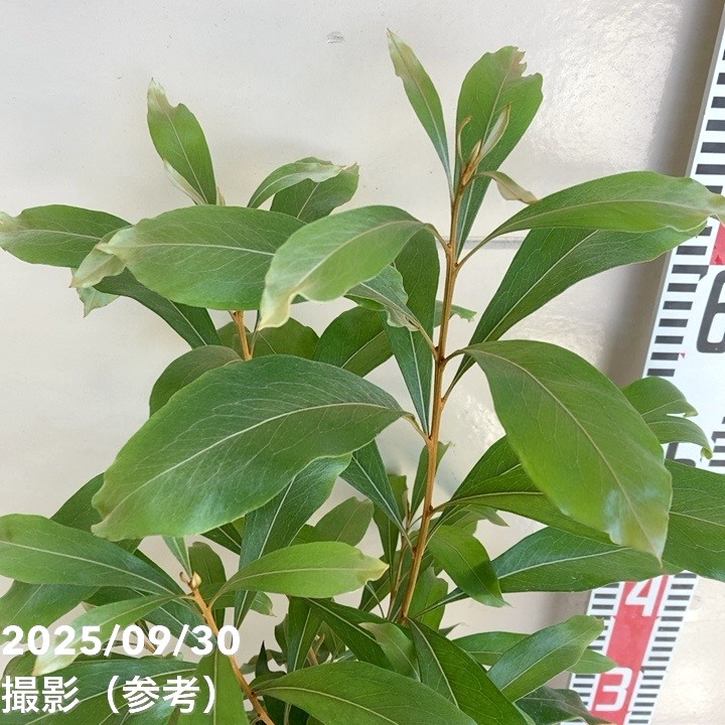 グレビレア バイレアナ 5.5号 黒鉢｜花木04-PA | 花木・庭木,[オージー