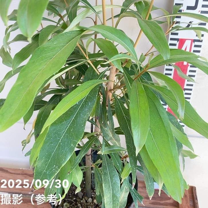 グレビレア バイレアナ 5.5号 黒鉢｜花木04-PA | 花木・庭木,[オージー