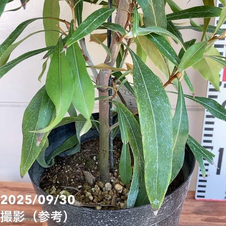 グレビレア バイレアナ 5.5号 黒鉢｜花木04-PA | 花木・庭木,[オージー