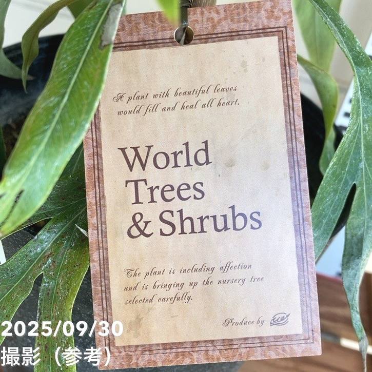 グレビレア バイレアナ 5.5号 黒鉢｜花木04-PA | 花木・庭木,[オージー