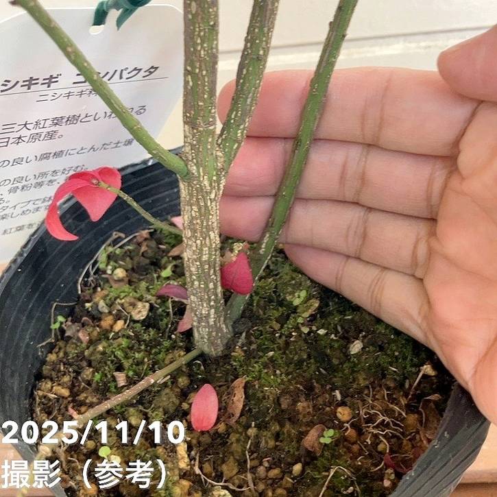 ニシキギ コンパクタ 5号｜花木04-PA | □キーワードから探す,紅葉