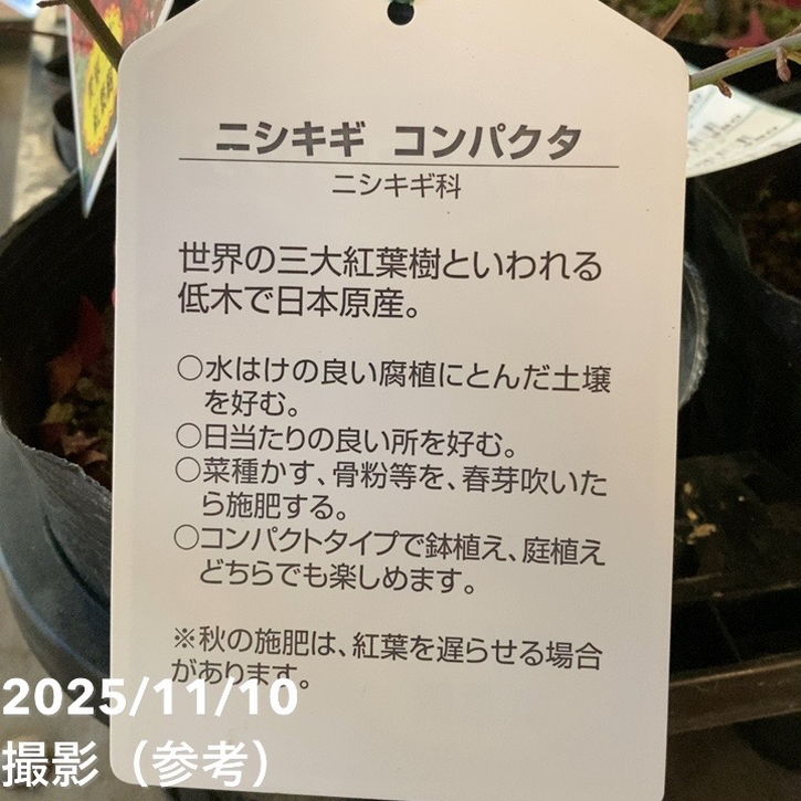 ニシキギ コンパクタ 5号｜花木04-PA | □キーワードから探す,紅葉