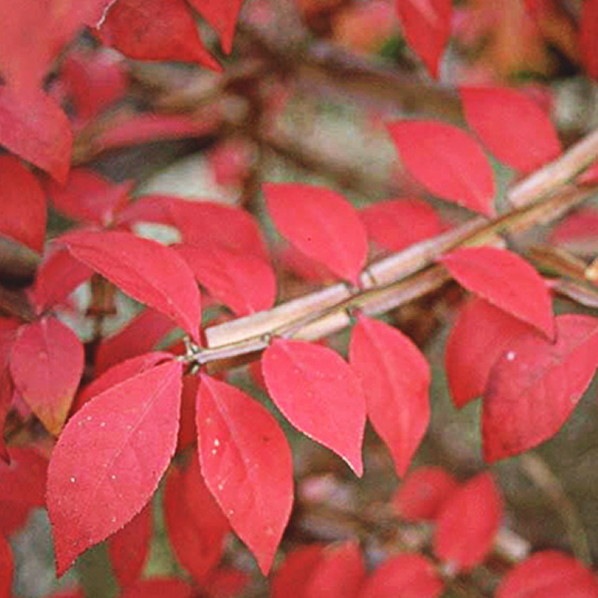 ニシキギ コンパクタ 5号｜花木04-PA | □キーワードから探す,紅葉
