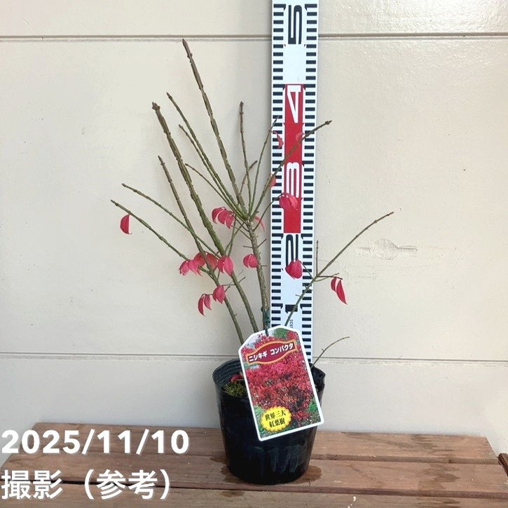 ニシキギ コンパクタ 5号｜花木04-PA | □キーワードから探す,紅葉
