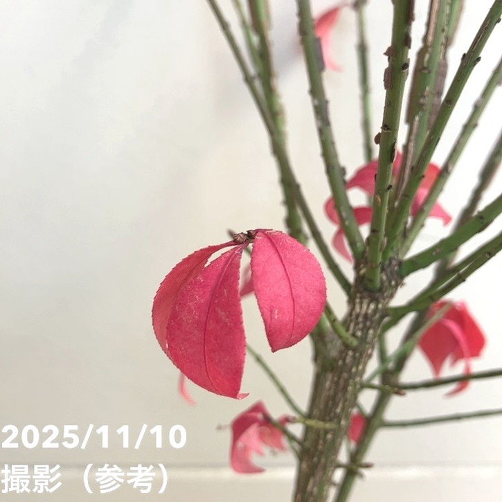 ニシキギ コンパクタ 5号｜花木04-PA | □キーワードから探す,紅葉