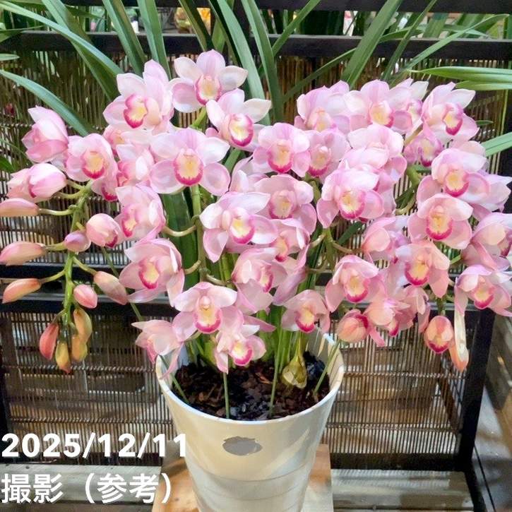 シンビジューム アーチ 7号陶器鉢 4本立 ハナウタゲ