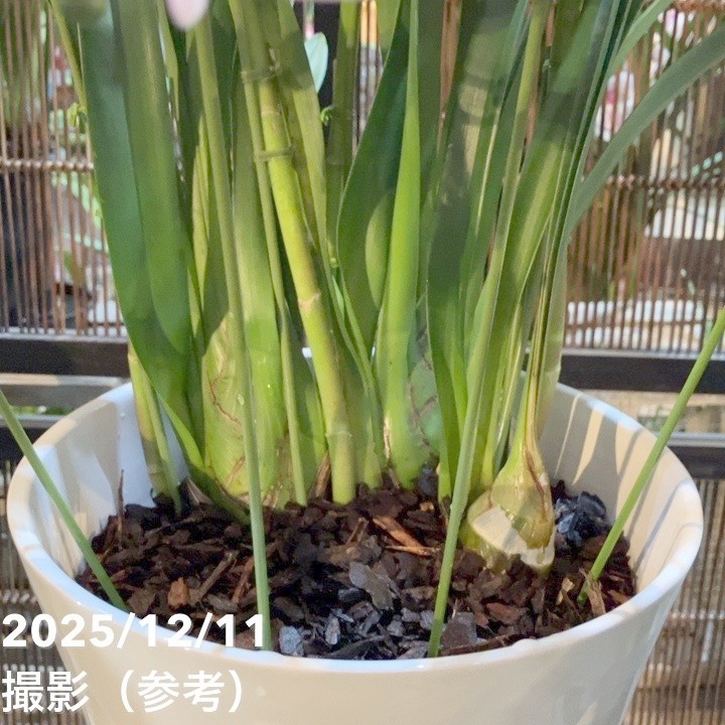 シンビジューム アーチ 7号陶器鉢 4本立 ハナウタゲ｜s200｜洋蘭04-PA