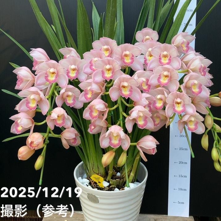 シンビジューム アーチ 8号陶器鉢 4本立 クリスタルハート 恋空