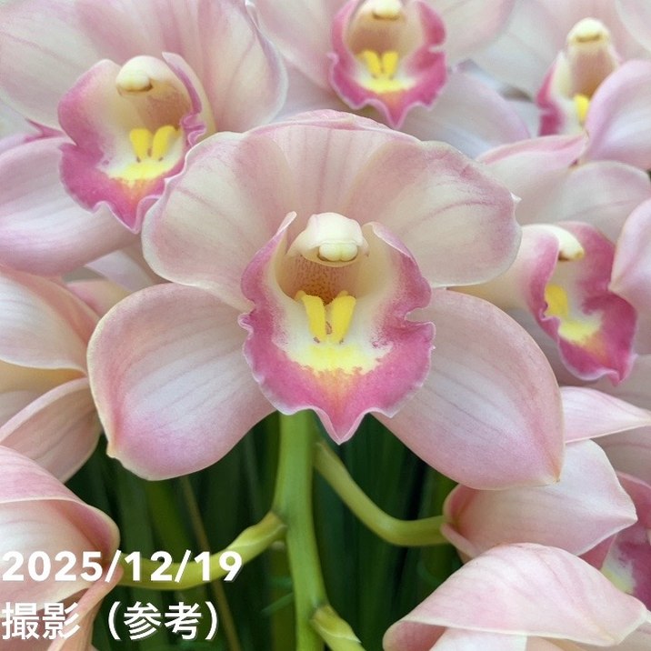 シンビジューム アーチ 8号陶器鉢 4本立 クリスタルハート 恋空