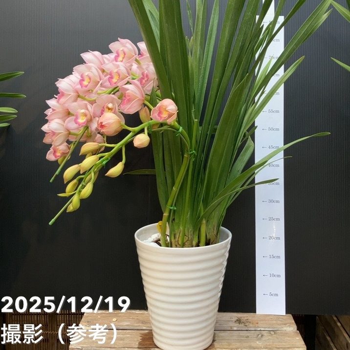 ヨーム　鉢 焼き締め鉢（すり鉢型） | nocturne