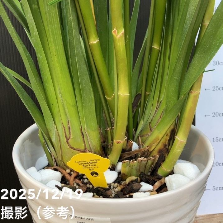 シンビジューム アーチ 8号陶器鉢 4本立 クリスタルハート 恋空