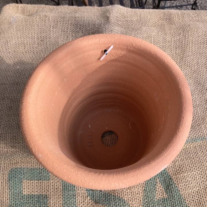 テラコッタ鉢 ウィッチフォード Whichford Buxus Pot 6416（代引き不可