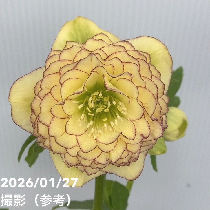クリスマスローズ　認定！アフロディーテカップ咲き　加藤農園 一点物】加藤農園 多弁クリスマスローズ アフロディーテ 4.5号（KT58