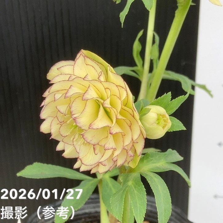 一点物】加藤農園 多弁クリスマスローズ アフロディーテ 4.5号（KT58