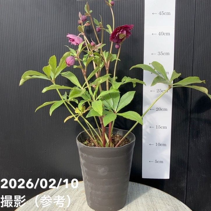 一点物】広瀬園芸 クリスマスローズ 4.5号（HR16）｜山野04-PA | 草花